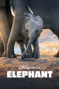 Image Elephant